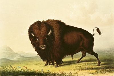 A Bison by George Catlin